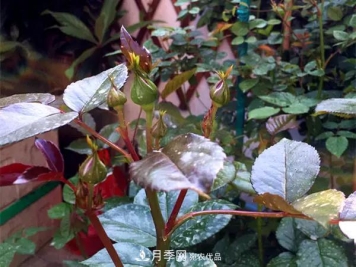 月季的常备药品有哪些？收好了！