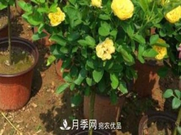 树状月季是用什么树做树桩？