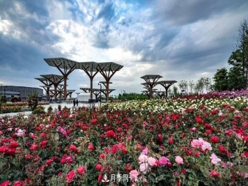 对于河南五朵金花的南阳月季，你知道多少？