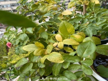 夏天暴雨天，月季发黄枯萎，2个原因需要解决