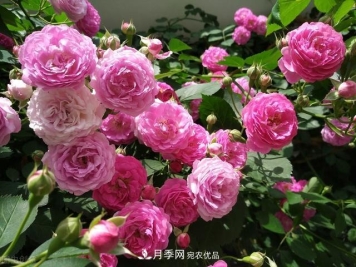 月季无土栽培，大大提高观赏价值，月季的栽培技术