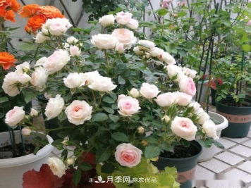 10个养月季行话，读懂才能养好月季