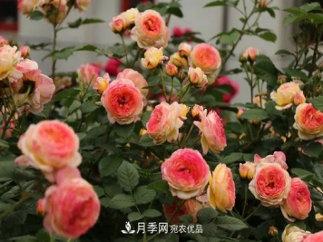 月季品种推荐，性价比超高，收藏起来绝对有用