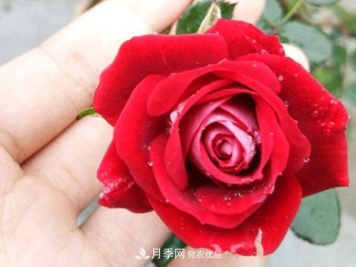 藤本月季栽植养护技术大全