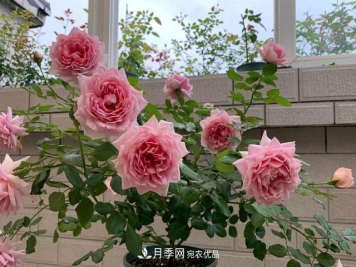 月季花顺利凋谢，我修剪的月季株形怎么样？