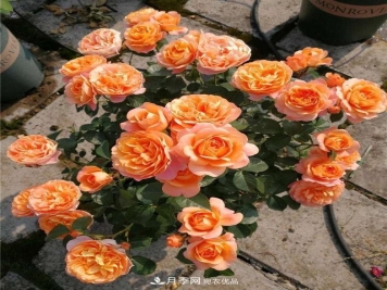 养月季就养一盆它，优秀又勤花，好养不打药，天天能看花