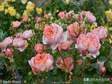 如何买到正版欧月？月季购买防骗手册，几招鉴定欧月，拒绝小白花