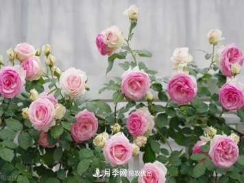 南方地区为什么养不好藤本月季？3个原因，各个都很“致命”