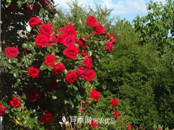 藤本月季怎么搭架子，怎么牵引？
