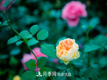 月季花怎么扦插（扦插方法图解）