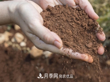 甜蜜马车微型月季的养殖方法