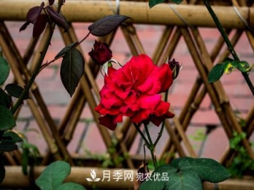 月季枝条泡水生根法