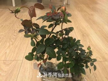 养护月季小苗要剪掉花苞吗？