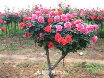 树状月季好养吗，该怎么养护？