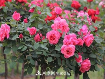 月季树移栽注意事项？