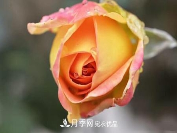 老桩月季/古桩月季移栽注意事项！