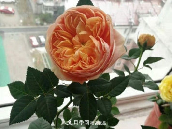 常给月季“施肥”，株型漂亮，花朵大，叶子大又浓绿