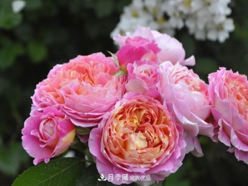 会变色的花！莫奈月季变化多，能耐高温很好养
