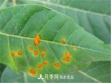 月季常见病虫害及防治方法介绍