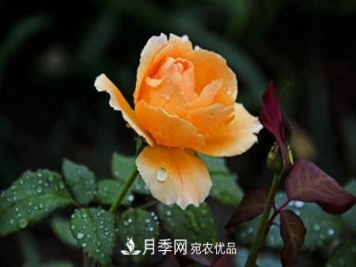 月季花夏天水分蒸发较，多少天浇次水？