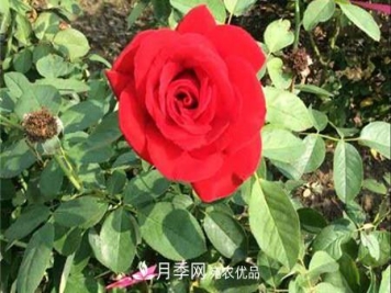 全攻略，香水月季怎么养长的好？