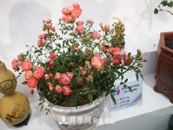 微型月季的养殖方法攻略