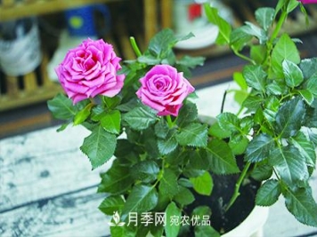 月季花的施肥方法