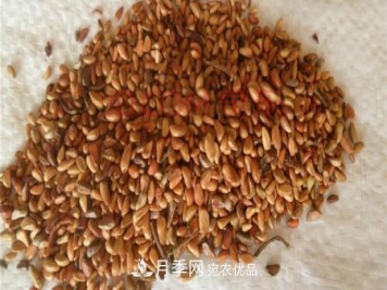月季花的种子可以种吗？