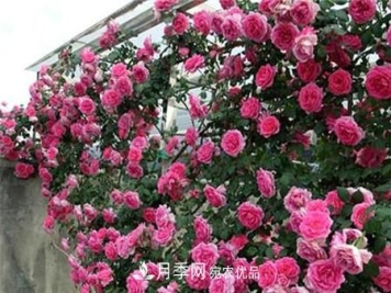 月季种类有哪些？带你了解藤本、灌木、微型、树状