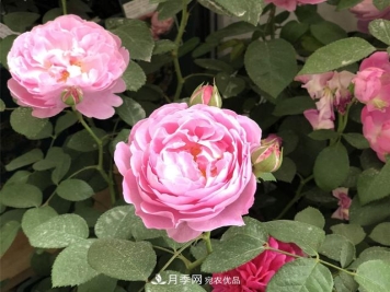月季花冬天会冻死吗？防寒的措施