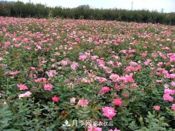 影响南阳丰花月季生长的因素有哪些？