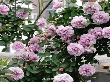 盆栽藤本月季花，该怎么延长花期、提高开花量？做到5点就够了