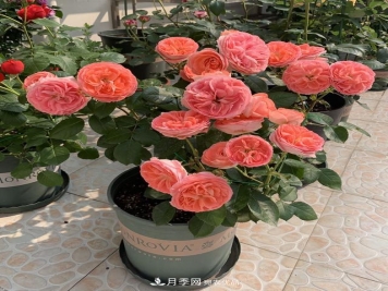 月季总黄叶？避开这“三个误区”，15天憋出一圈笋芽，花开小半年