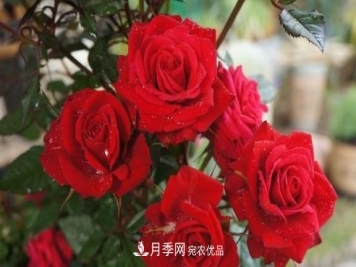 养月季，浇水很关键，学会这2个“窍门”，枝繁叶茂花满枝