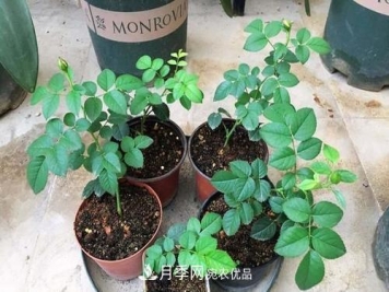 扦插的月季出根后应该如何移栽？
