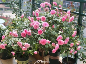 养月季花必备“3种肥”，每月花盆撒一点