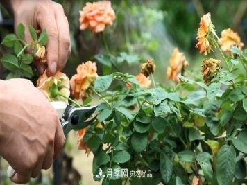 月季修剪有技巧，知道几个养护小妙招，花谢了还能开好几茬