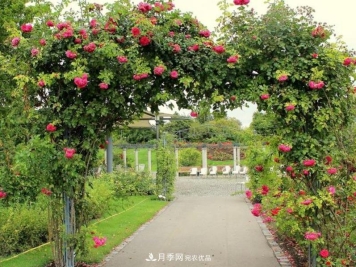 推荐10种红色系藤本月季，富贵又喜庆，养一棵开一片