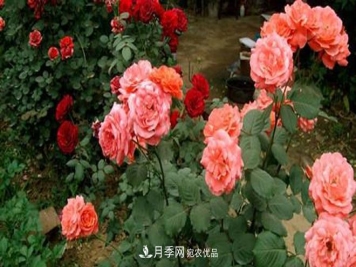 立秋以后，月季修剪及养护重点