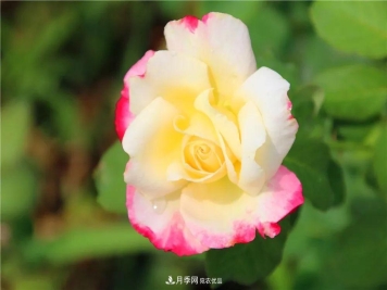 月季为什么一直不开花？问题出现这里