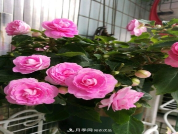 比月季开花多，比茉莉好看，花瓣层层叠叠似牡丹，花期300天