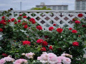 原来花草也会“相克”，4种花千万别放在一起养