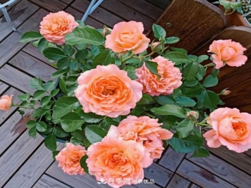 夏季购买月季花，叶片发黄哗哗掉，学会1招缓苗，新芽呼呼冒不停