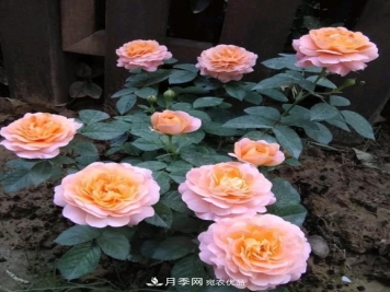 盆栽月季花，如何配土才合适？偷偷告诉你，保证“2点”就够了
