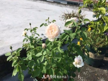 3分钟学会扦插月季花，一棵变十棵，100%成活！