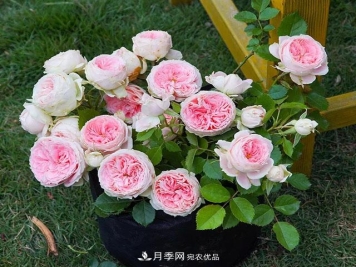 春天月季养护的“四句真言”，预防病虫害，不愁没花看！