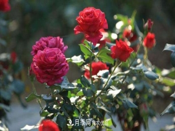 买到黄泥裹根的月季花，教你1招换盆，缓苗快速生根