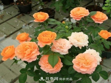 阳台养月季，问题太多？教你几招，植株健壮开花旺！