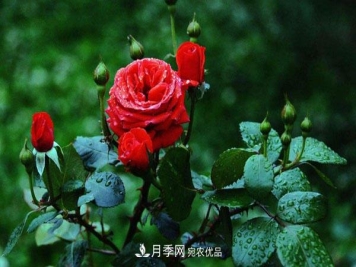 月季花有哪些品种？藤本大花月季品种介绍大全