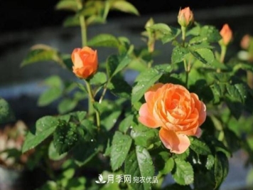 月季网，月季花秋季施肥方法